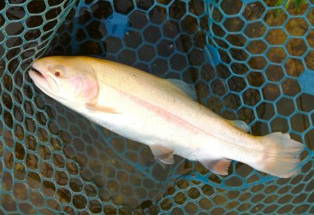 イトウが釣れた！ ～フィッシングパーク高島の泉～